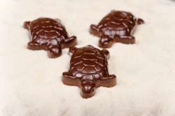Sea Turtles
