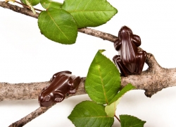 Tree Frogs